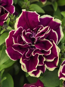 PETUNIA Radiant Ruby